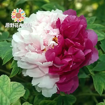 青禾園藝-金閣芍藥花種子 （SY-20）玫白色係重辦濃香型多年生觀賞花卉耐熱大花型庭院陽台盆栽非牡丹四季可種植#自留種