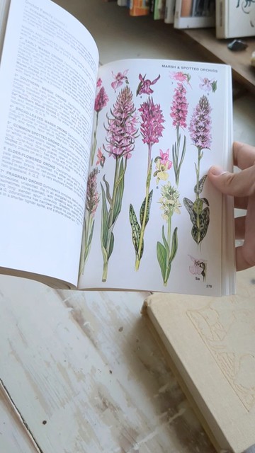 本書採下單後開始尋書/英國與歐洲野花圖鑑