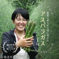 アスパラガス 1kg 野菜 アスパラ