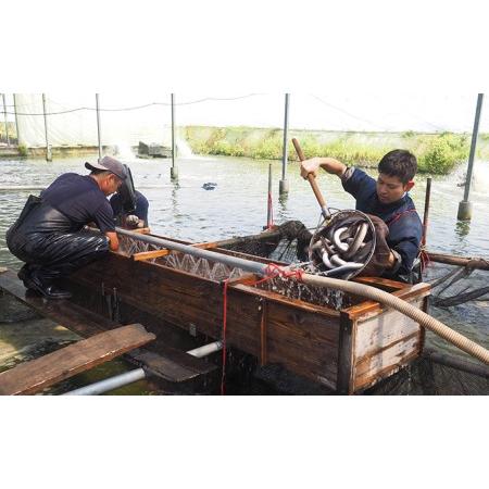 ふるさと納税 うなぎ 国産 浜松 浜名湖 鰻 白焼き 約110g×2本入 静岡県浜松市