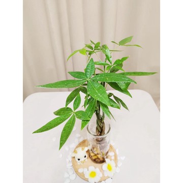 《Kamata🌈》☘️水耕 馬拉巴栗 搖錢樹 ☘️辮子狀 招財樹 開運 風水擺設 室內觀賞植 ~另售「裸株」