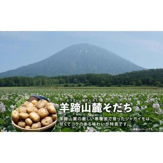 ふるさと納税 北海道 倶知安町 北海道産 じゃがいも きたかむい Lサイズ 10kg 馬鈴薯 キタカムイ ジャガイモ ポテト 芋 いも 旬 イモ 野菜 農作物 産地直送 産…