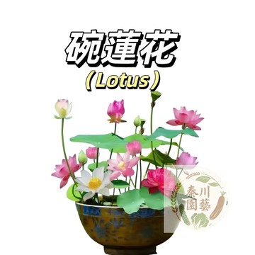 （50款碗蓮種子）四季開花水培水養 小型蓮花荷花睡蓮~7天發芽無土盆栽魚塘魚缸綠植禪意
