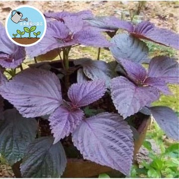 【🌿廚房綠鑽】紫蘇種子 青紫蘇/紅紫蘇 日韓料理靈魂香草 驅蟲觀賞 陽台盆栽速成 四季可收 新手必備