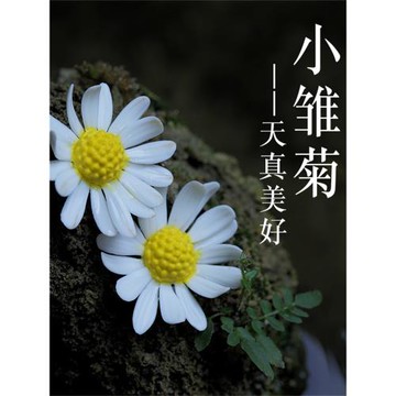 陶瓷花小雛菊茶寵擺件精品禪意茶道創意個性招財純手工茶玩可愛小