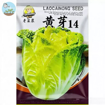 【原廠包裝】精品黃芽14種子（Fine Yellow Bud 14）5.5克裝 正宗土白菜種 耐熱快收 家庭盆栽菜園必備