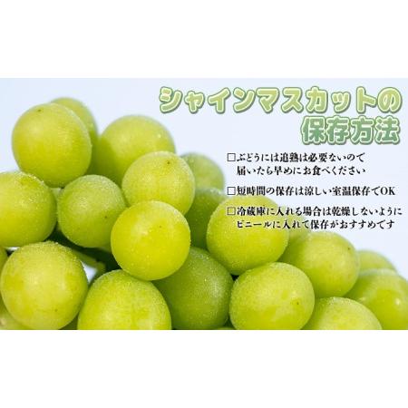 ふるさと納税 ぶどう 2024年 先行予約 ご家庭用 シャイン マスカット 2房 1房600g〜700g 8月下旬〜9月中旬発送分 ブドウ 葡萄 フルーツ 果物 岡.. 岡山県赤磐市