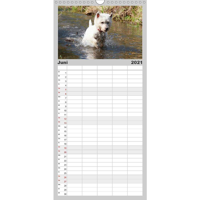 West Highland White Terrier Selbstbewustes Powerpaket der Westie