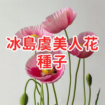 【冰島虞美人花種子】 冰島罂粟 四季開花草花 庭院陽台盆栽 易種花卉 花海植物 蜜源植物 開花不斷 撒播用種子