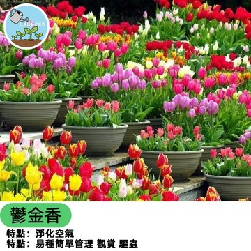 佳美 現貨 鬱金香種子（50粒）多色鬱金香種籽 鬱金香種子 四季種植 鬱金香 四季開花不斷 室內外盆栽濃香花卉超高發芽率