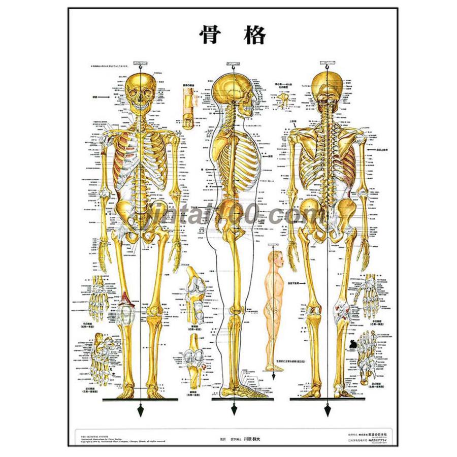 「骨格」医学ポスター ポスターA1サイズ  人体解剖学図ポスター 医学チャート