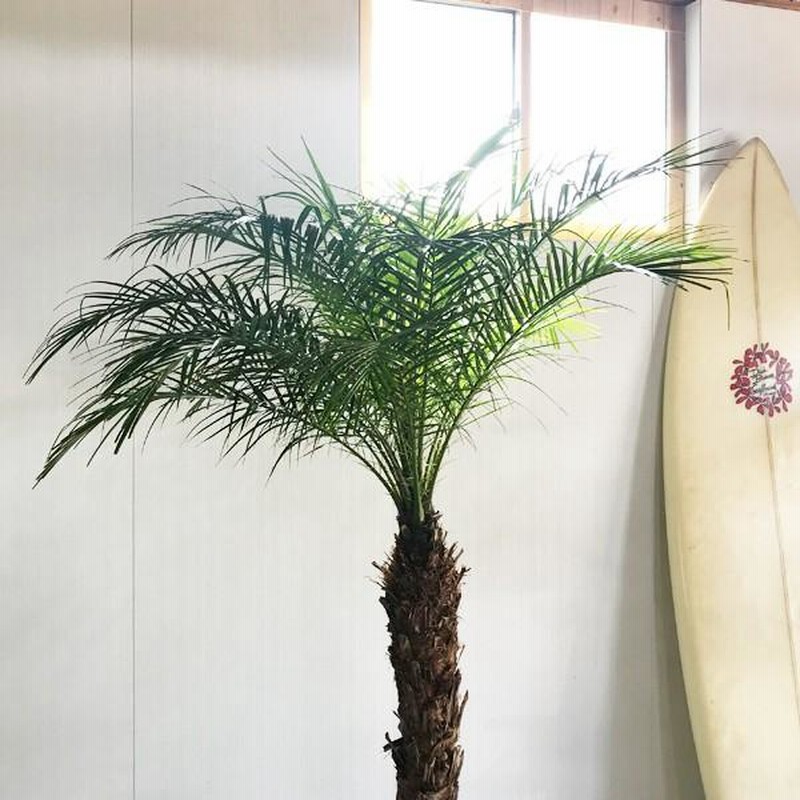 フェニックス ロベレニー 観葉植物 10号 大型 おしゃれ 鉢植え 本物