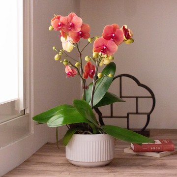 鮭魚蝴蝶蘭 | 2株