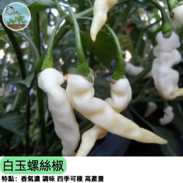 🌶️【辣味首選】白玉螺絲椒種子 皺皮薄脆 清甜微辣 炒菜必備 結果多 陽台盆栽可種 家庭菜園 四季可播