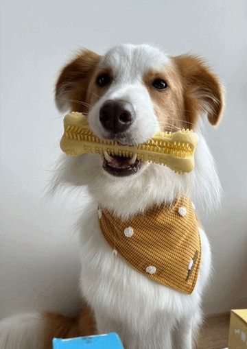 小小毛孩 寵物潔牙牙刷玩具L號