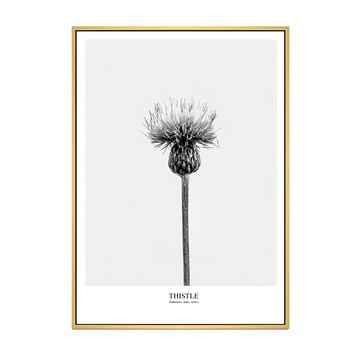 BOLUO GALLERY 菠蘿選畫所 堅忍 薊草  50 x 70cm  木色