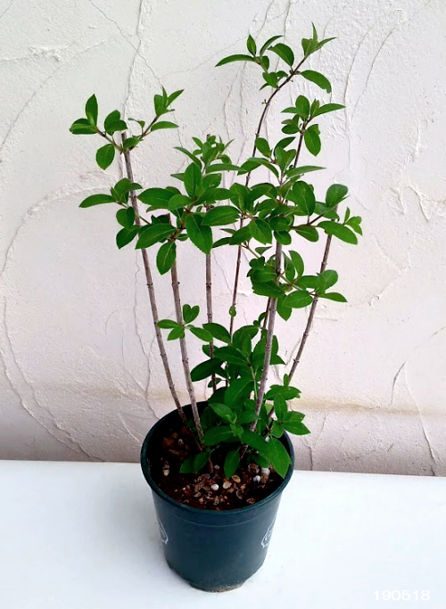 花木 庭木の苗 ノリウツギ リトルホイップ6号鉢植え