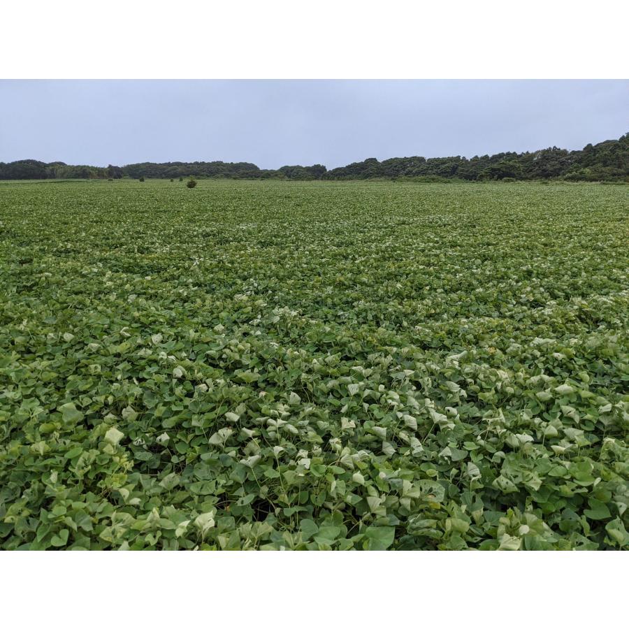 さつまいも  業務用 生芋 シルクスイート 紅あずま 紅はるか 10kg 焼き芋用 茨城県ひたちなか市 焼芋用