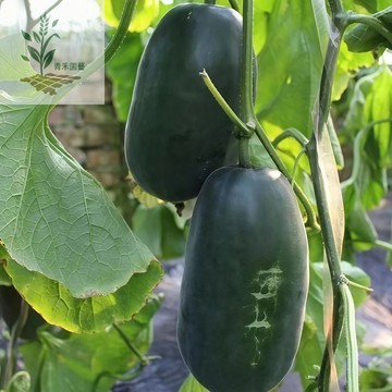 青禾園藝（黑皮甜瓜種子）TG-5美濃瓜、香瓜種子、Melon冰糖綠皮綠肉~春秋季種植高產好養盆栽爬藤水果種子