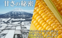 北海道産 朝もぎ イエロー とうもろこし 味来 みらい 2Lサイズ 26本 約10kg 夏野菜 とうきび 新鮮 野菜 トウモロコシ 甘い ギフト 産地直送 コーン 産直 グリーンアースファーム