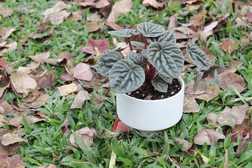 土培植栽│皺葉椒草_室內植物 辦公室盆栽 店內布置 送禮