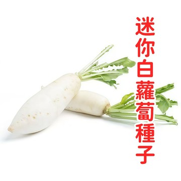 台灣現貨 迷你白蘿蔔種子 櫻桃蘿蔔 四季可種 家庭菜園 盆栽陽台 快速收成 好種易活 新手推薦 生吃沙拉 小蘿蔔
