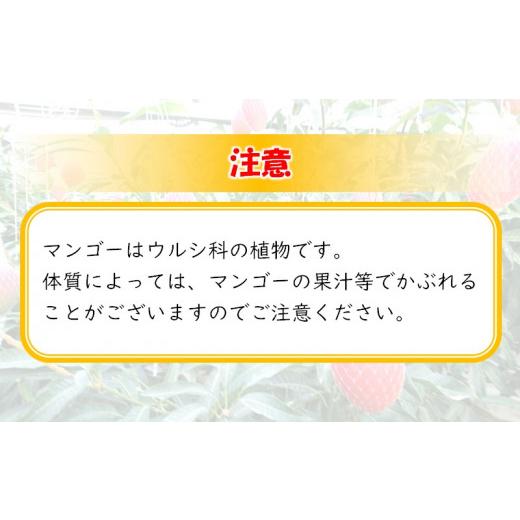 ふるさと納税 宮崎県 西都市 糖度13度以上! 厳選したスターズマンゴー3L×2個 宮野原農園の完熟マンゴー 産生産者直送