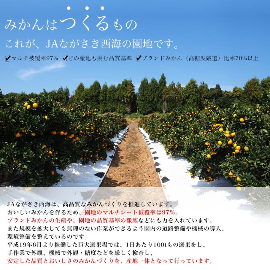 長崎県 JAながさき西海 味まる 約2.8キロ（1.4キロ×2）SからSSサイズ 送料無料 蜜柑 ミカン 長崎みかん 市場発送