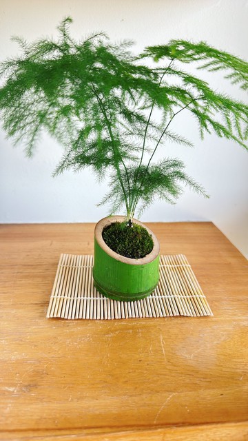 純自然 胸有成竹 文竹禪意苔景 日式竹器桌上盆栽 迷你盆栽