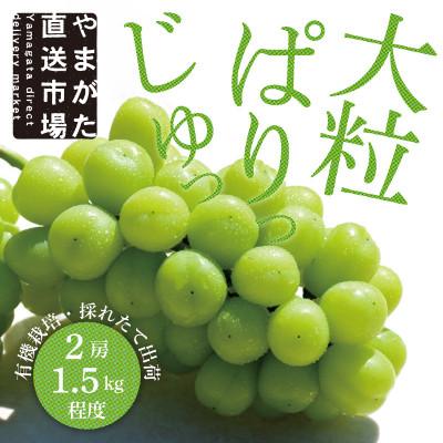 ふるさと納税 山形県 大房もぎたてシャインマスカット2房(1.5kg程度)ギフト箱入り