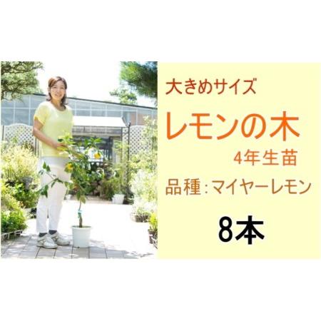 ふるさと納税 鉢植え レモンの木 大きめサイズ 4年生 苗 8本 配送不可 北海道 沖縄 離島 福岡県朝倉市