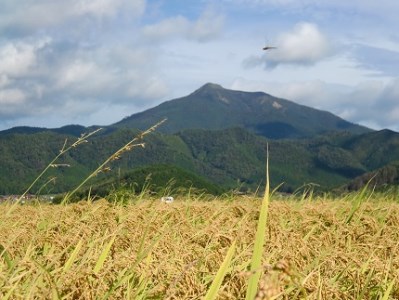 C-013 特別栽培米阿東産コシヒカリ玄米30kg