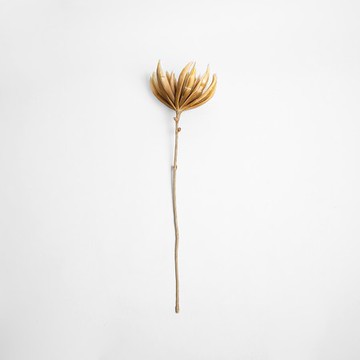 Flora芙蘿拉花插 平瓣菊 黃