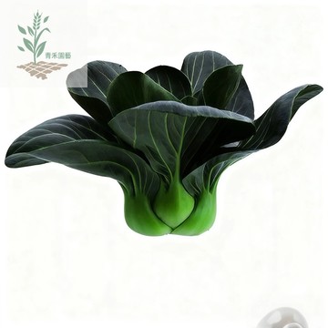 青禾園藝（黑大頭白菜種子）XBC-4 株高18-20cm 全年可種黑油青梗菜蘇州青矮腳黑油白菜小青菜種子 農家蔬菜種子