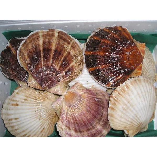 北海道産　天然　活帆立貝　大　約２．０ｋｇ　（６〜８枚入）　標津・野付産　送料無料！！