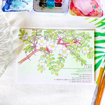 原創水彩畫明信片 臺灣特有種 玉山薔薇