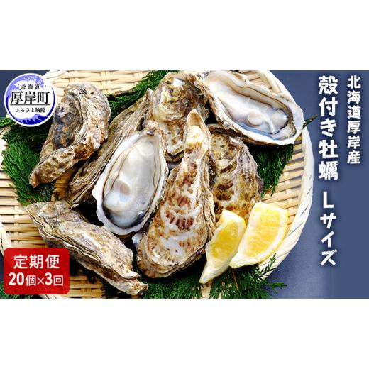 ふるさと納税 北海道 厚岸町 厚岸産 殻付き 牡蠣 Ｌサイズ 20個入 (各回20個×3ヶ月分,合計60個) カキナイフ付き 加熱容器付き [No.5863-06…