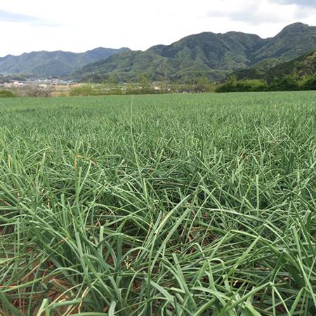 ご予約謹製・蜂蜜らっきょう　鳥取産　国産