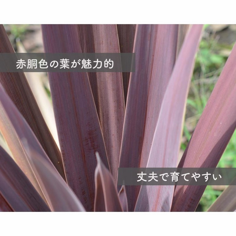 コルジリネ レッドスター オーストラリス 赤ドラ 約100-110cm