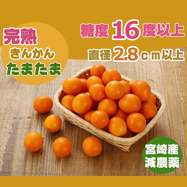 最高糖度18度 減農薬 宮崎産 完熟 きんかん 金柑 1kg Lサイズ 贈答用 産地直送