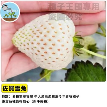 佐賀雪兔草莓苗 日本草莓苗 四季草莓苗 盆栽草莓 陽台草莓 家庭園藝 自種草莓 香甜草莓 盆栽果苗 耐熱草莓苗 室內盆栽