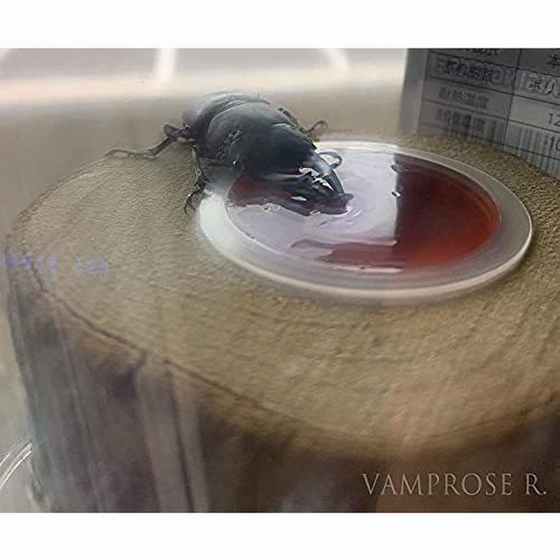 5/17-5/30の入荷クワガタ紹介、30種類！【オーベルチュール