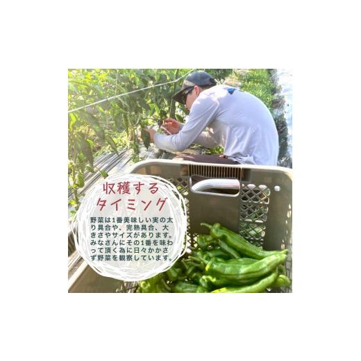 ふるさと納税 京都府 亀岡市 旬の味！お野菜 詰め合わせBOX 8〜10品目×6回（栽培期間中 農薬・化学肥料不使用）京都 亀岡 京野菜…