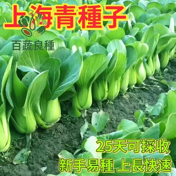 青江菜種子 湯匙菜籽 小松菜 油菜 小白菜 葉菜類種子 家庭菜園 陽台盆栽 快速採收 冬季蔬菜 有機種植 健康蔬食