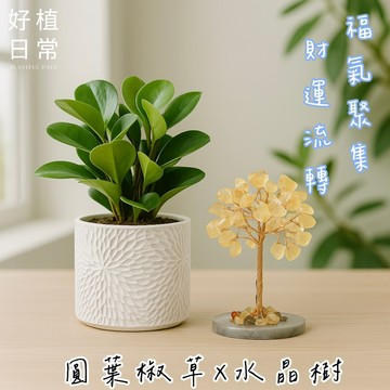 【好植日常】｜好植日常｜送禮綠植水晶樹兩件組｜圓葉椒草 × 水晶樹 -福氣聚集、財運流轉，打造空間裡的小幸運