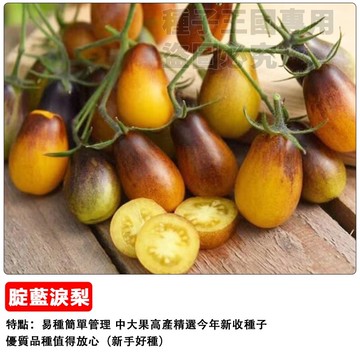 【夢幻新品種】靛藍淚滴番茄種子 紫黑色小番茄 高花青素 陽台盆栽可種 生吃沙拉 家庭農場 園藝療癒#tomato盆栽蔬菜