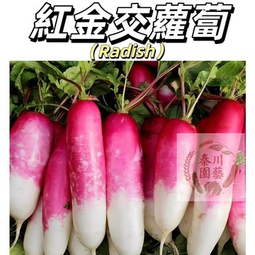 嘉儀現貨（紅金交蘿蔔種子）四季播種~根地上部紫色，地下部白色。肉質細嫩~營養價值高四季播種盆栽蔬菜種子#果菜
