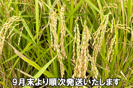  新米 埼玉県ブランド米「彩のきずな」玄米30kg