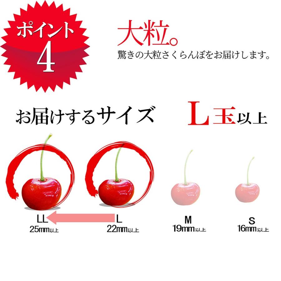 さくらんぼ 佐藤錦 Ｌ 2L玉 1kg（500g×2） 山形 秀品 サクランボ 取り寄せ 送料無料 贈答用 ギフト