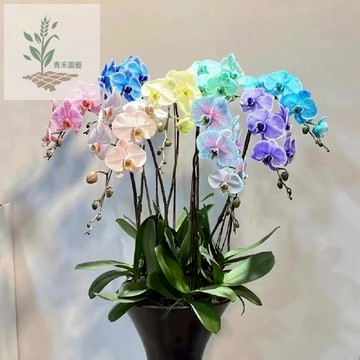 青禾園藝（新品種蝴蝶蘭種子）全網最多款台灣花鴻運當頭 花開爆盆 四季種植室內好養 觀賞花卉種子 君子蘭種子 四季開花
